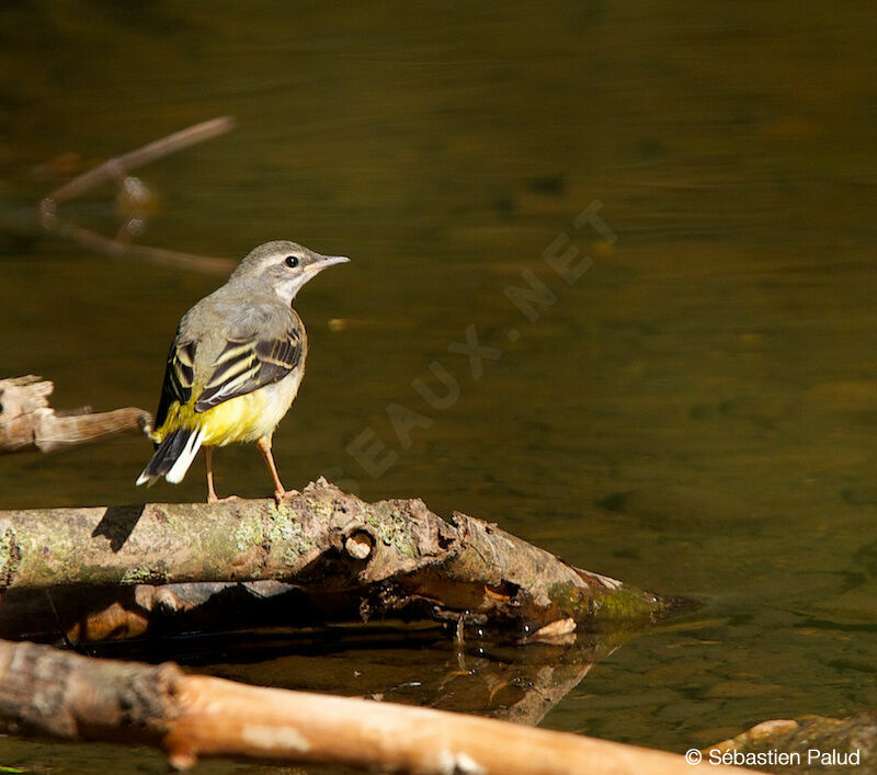 Grey Wagtail