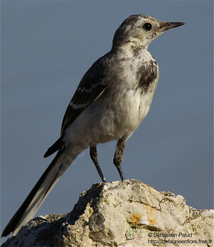 White Wagtail