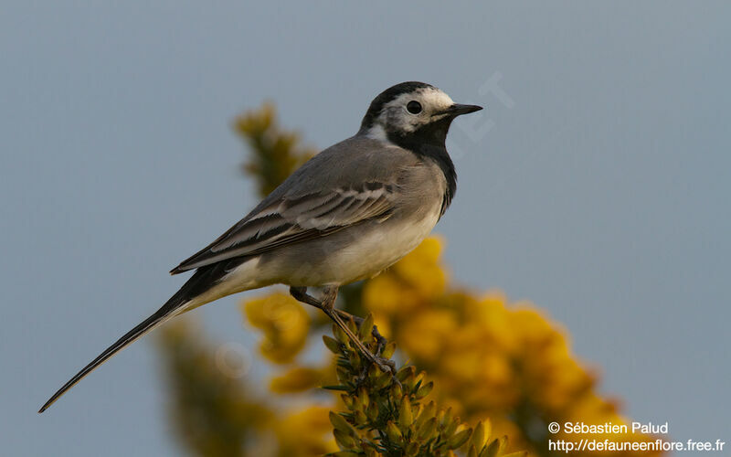 White Wagtail