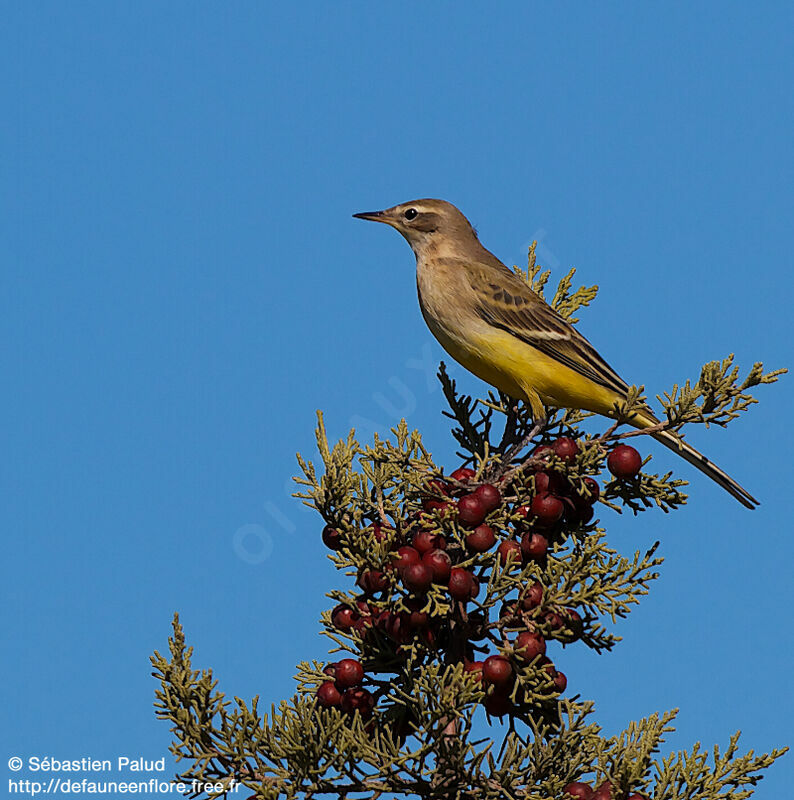 Western Yellow Wagtail