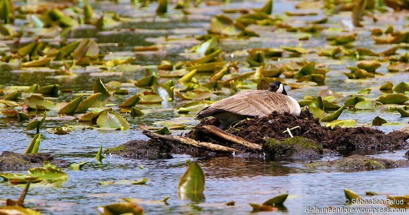 Canada Gooseadult