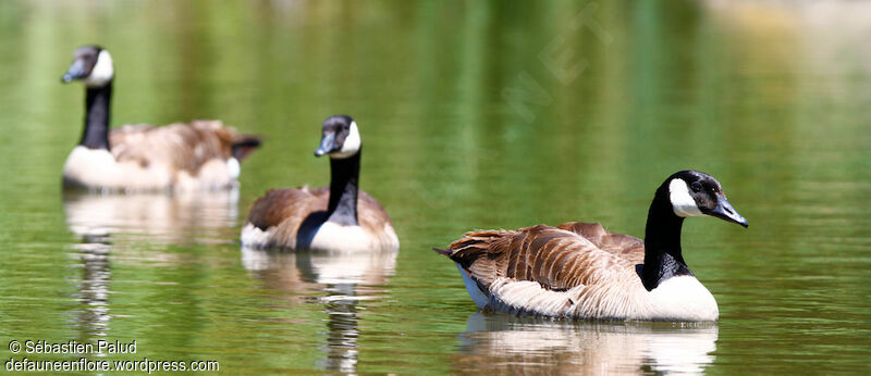 Canada Goose