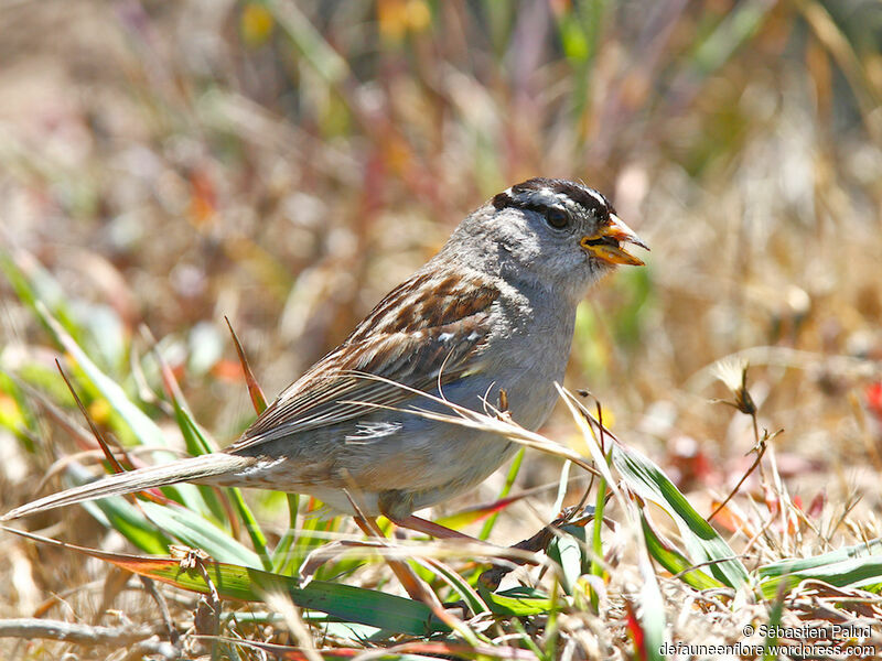 Bruant à couronne blancheadulte