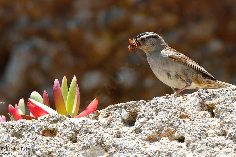 White-crowned Sparrowadult, feeding habits, Reproduction-nesting