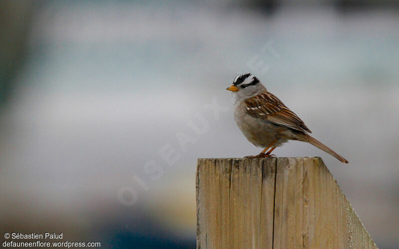 White-crowned Sparrowadult breeding, identification