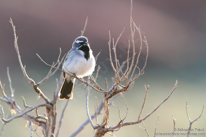 Black-throated Sparrowadult