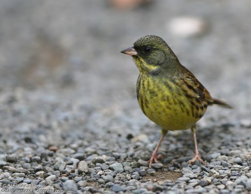 Masked Bunting male adult, identification