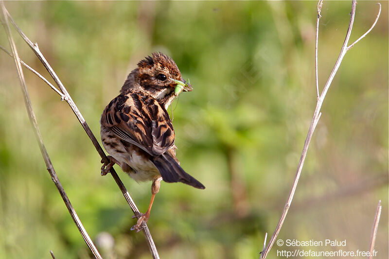 Common Reed Bunting