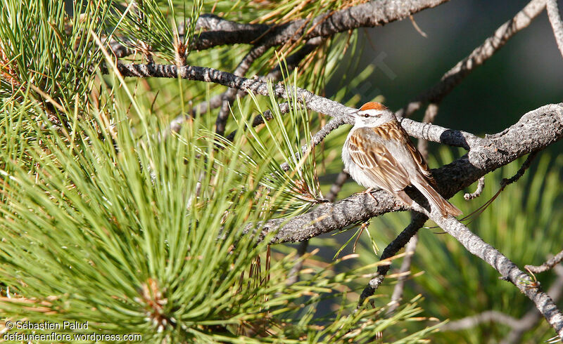 Chipping Sparrowadult breeding