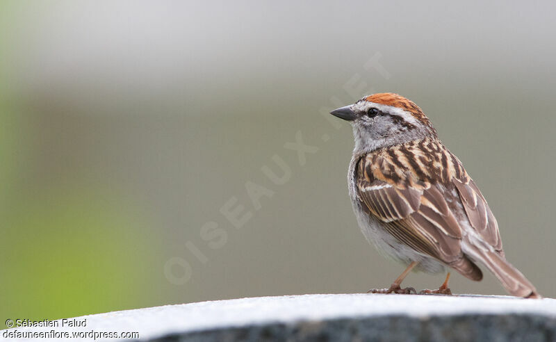 Chipping Sparrowadult breeding, identification