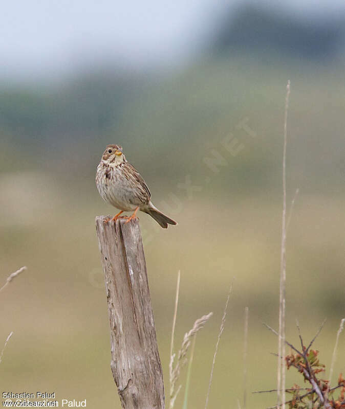 Bruant proyeradulte, habitat, pigmentation, Comportement