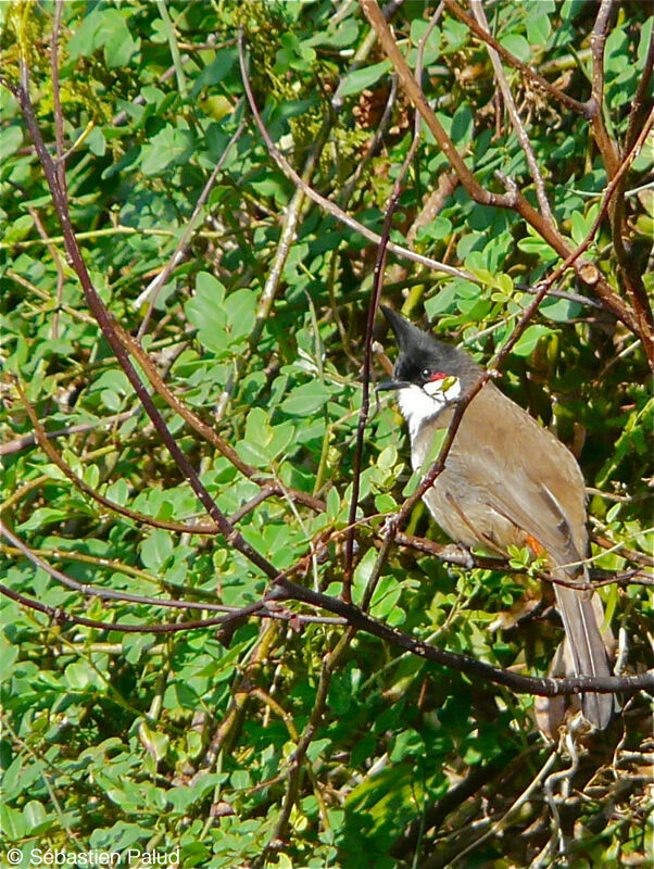 Red-whiskered Bulbul