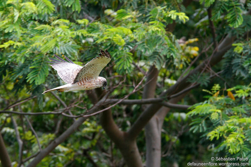 Swamp Harrier