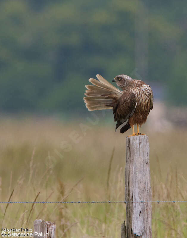 Western Marsh Harrier male adult, care, pigmentation