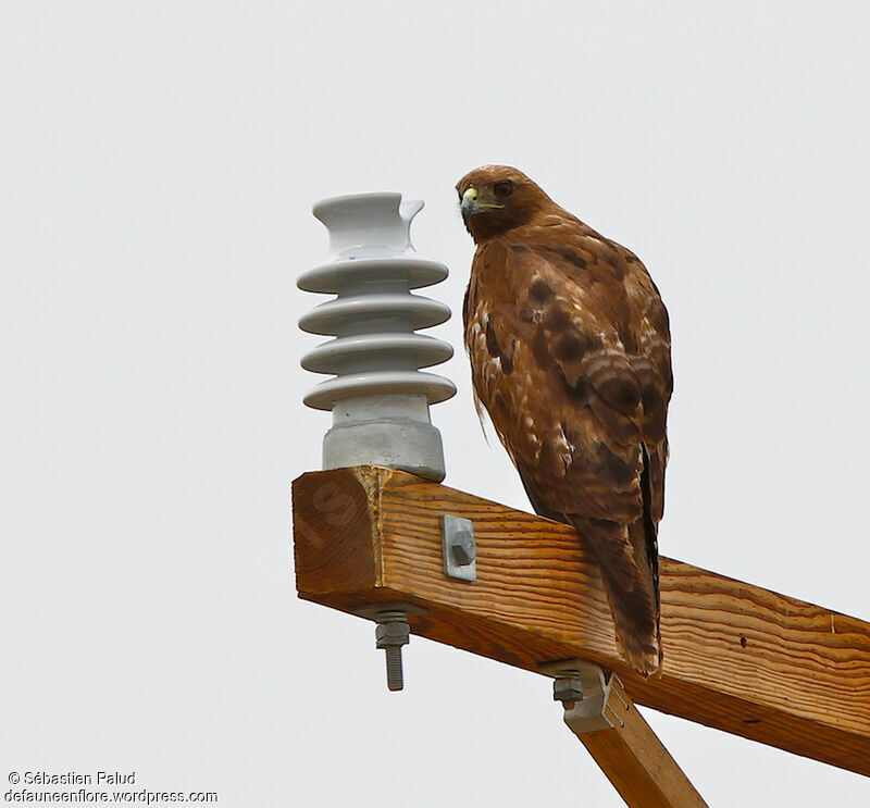 Swainson's Hawk