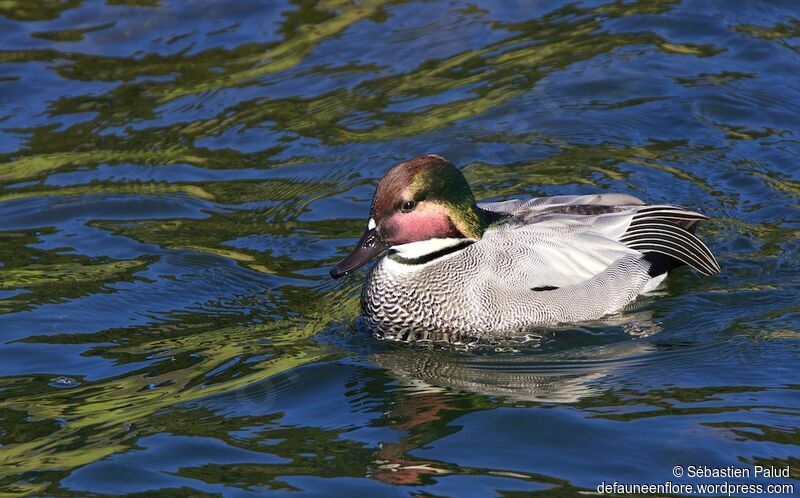 Canard à faucilles mâle adulte, identification