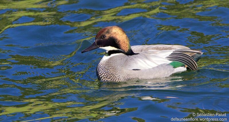 Falcated Duck male adult, identification