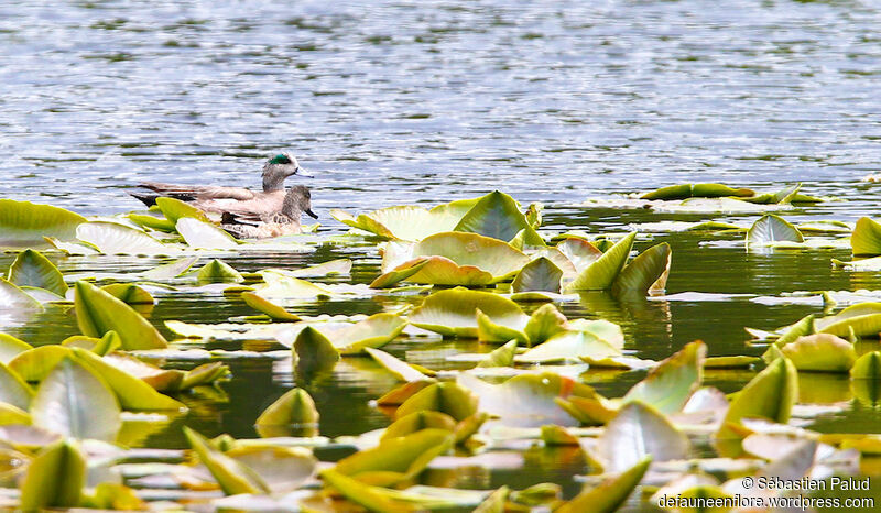 Canard à front blanc 