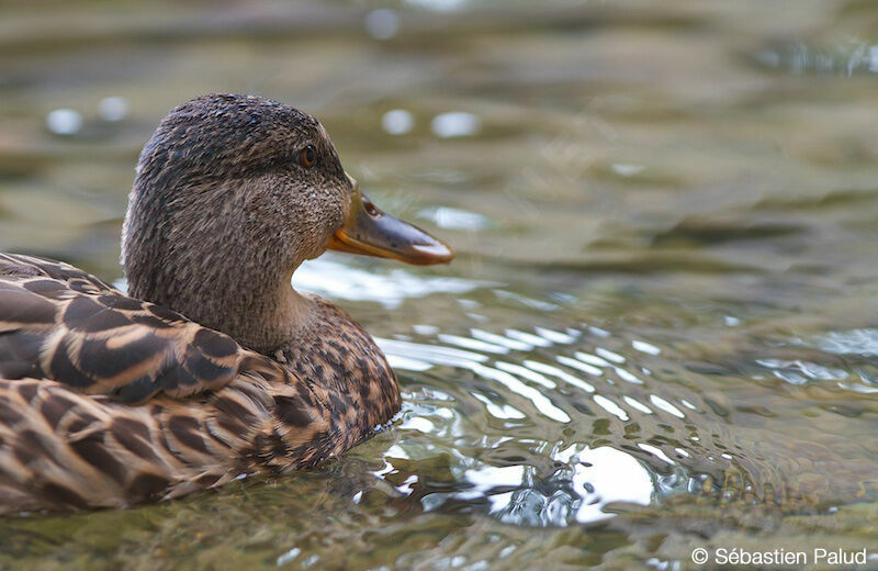 Canard colvert femelle adulte