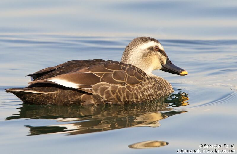 Eastern Spot-billed Duckadult, identification, swimming