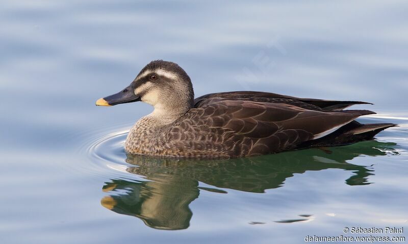 Eastern Spot-billed Duckadult, identification