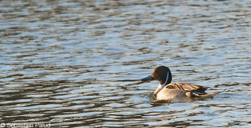 Canard pilet mâle adulte