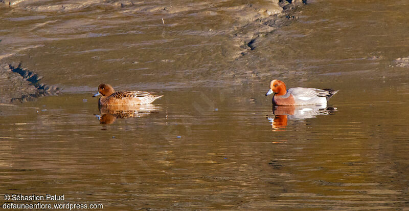 Eurasian Wigeon adult