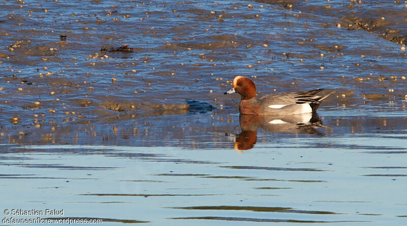 Eurasian Wigeon male adult