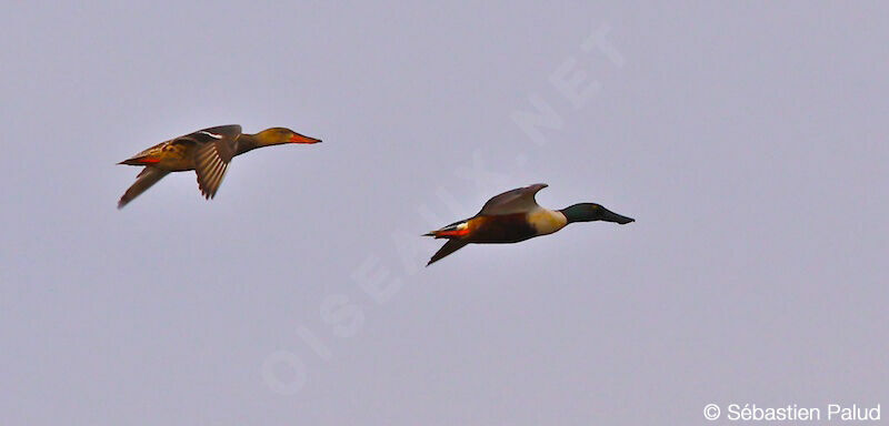 Canard souchet