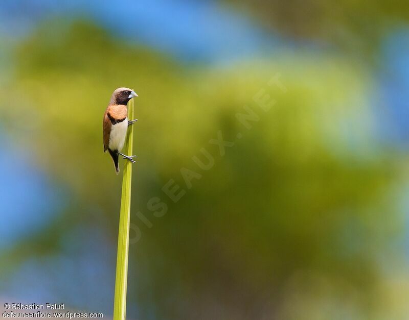 Chestnut-breasted Mannikin