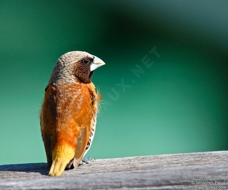 Chestnut-breasted Mannikin