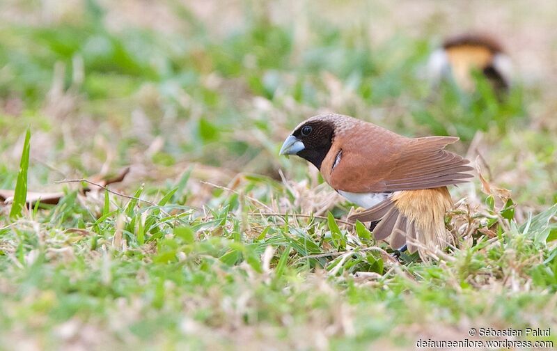 Chestnut-breasted Mannikin