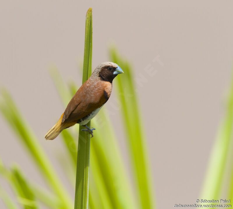 Chestnut-breasted Mannikin