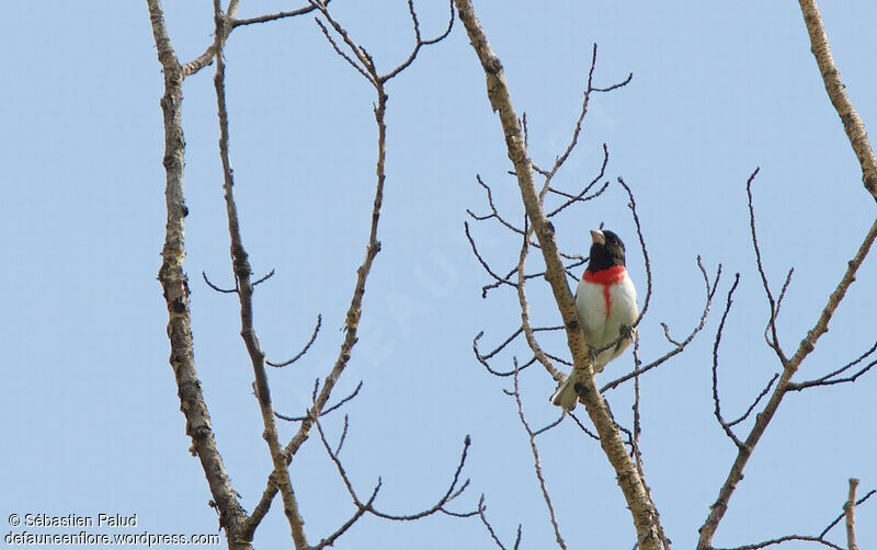 Rose-breasted Grosbeak male adult breeding, identification