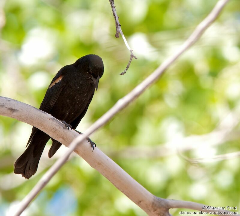 Red-winged Blackbird