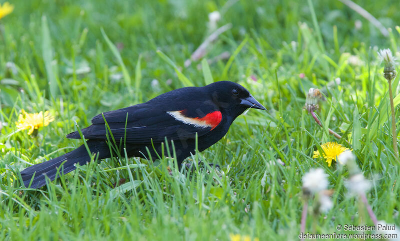 Red-winged Blackbird male adult, identification