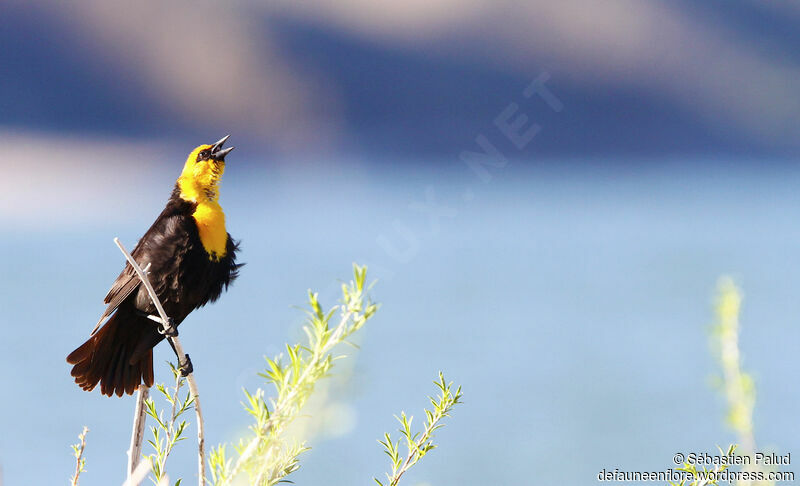 Yellow-headed Blackbird male adult