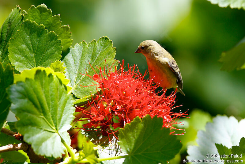 Lesser Goldfinch