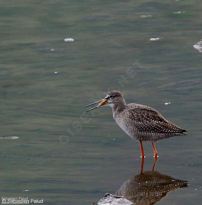 Spotted RedshankFirst year, eats