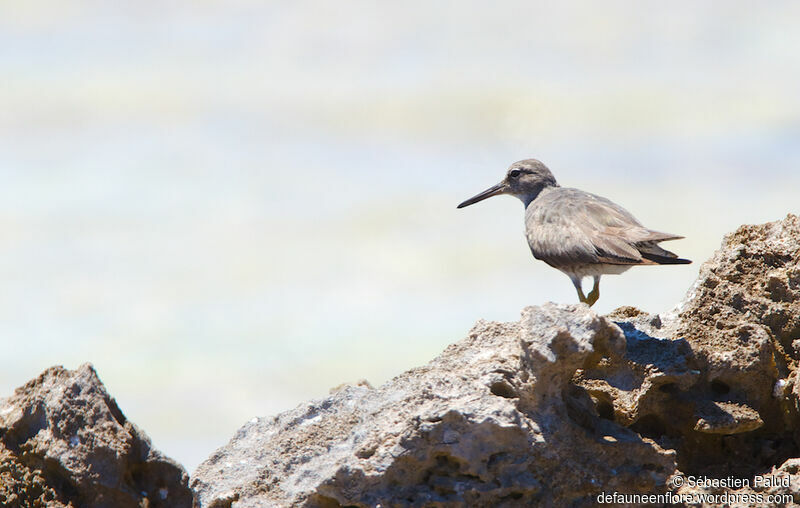 Wandering Tattler