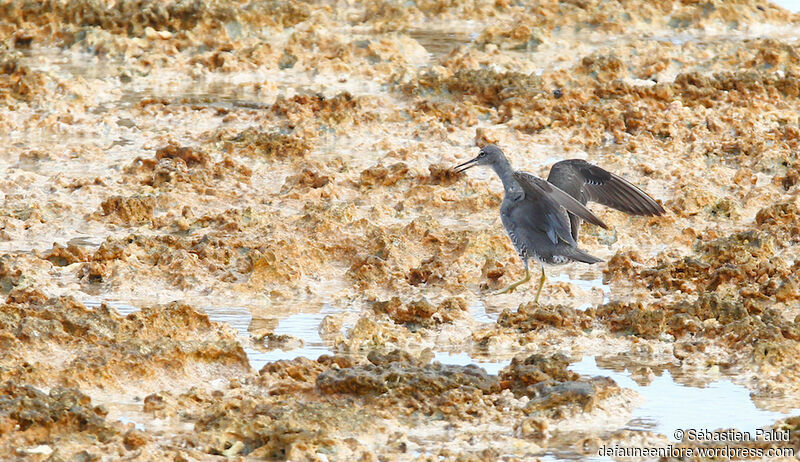 Wandering Tattleradult breeding