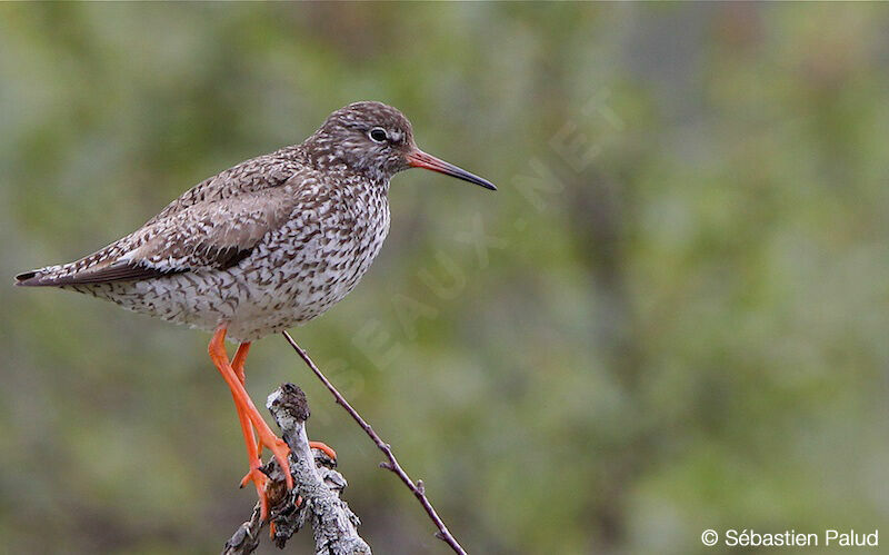 Common Redshankadult breeding