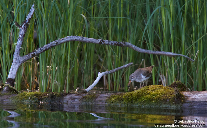 Spotted Sandpiperadult breeding