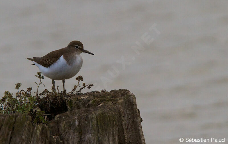 Common Sandpiper