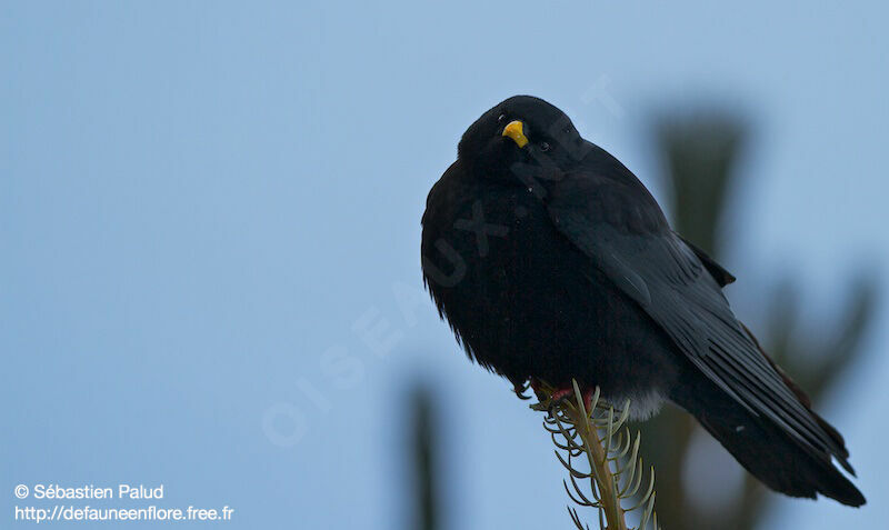 Alpine Chough