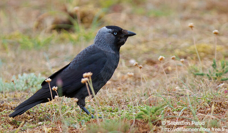 Western Jackdaw