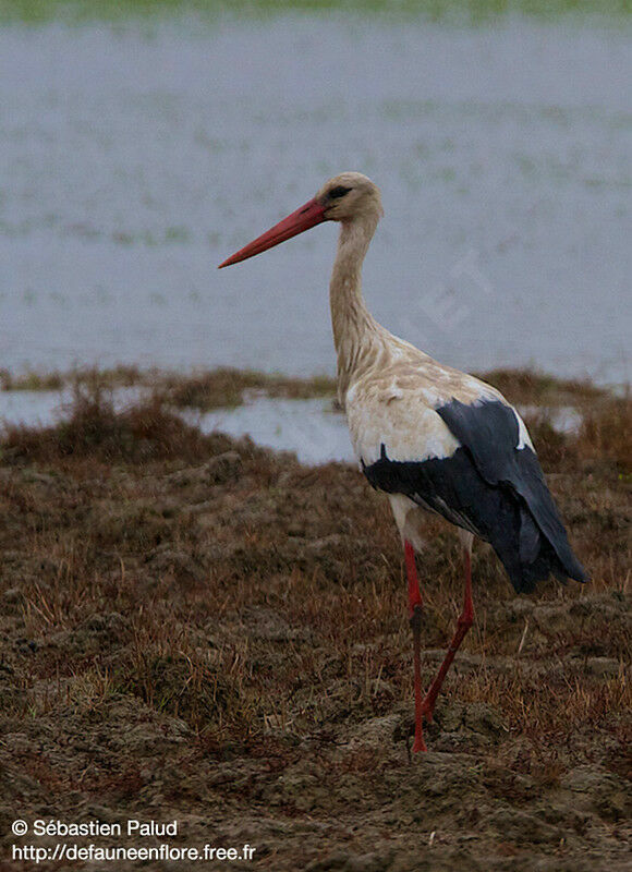 Cigogne blanche