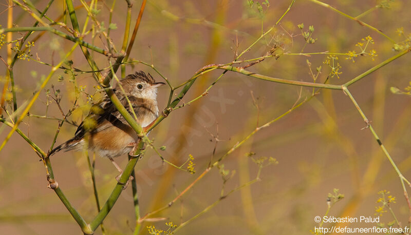 Zitting Cisticola