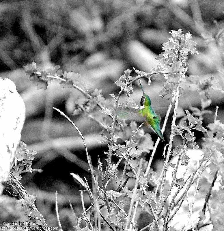 Broad-tailed Hummingbird male adult