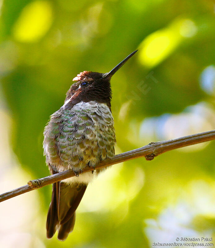 Colibri d'Anna mâle adulte